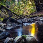 Nature Photography in Muir Woods National Park