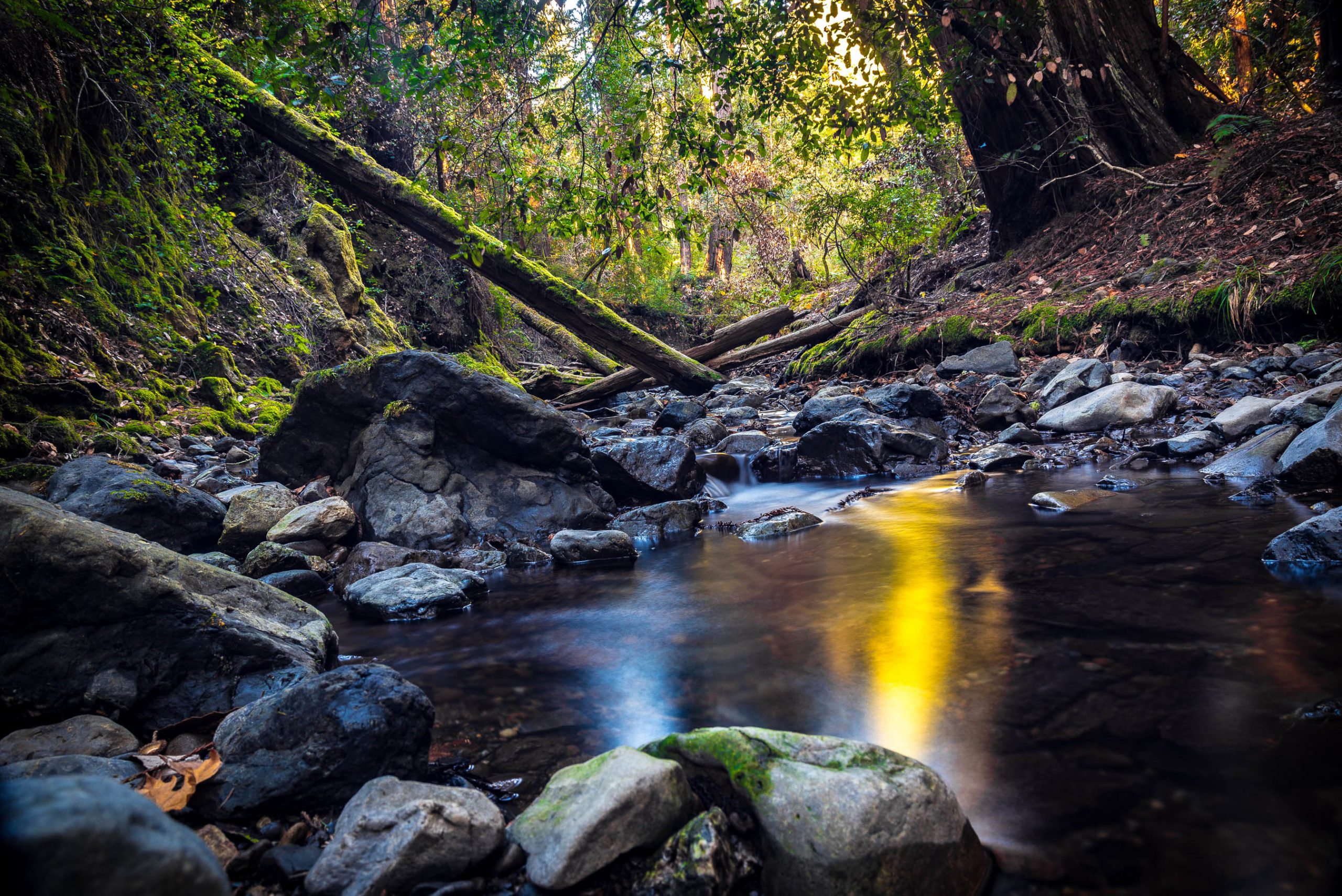 Nature Photography in Muir Woods National Park