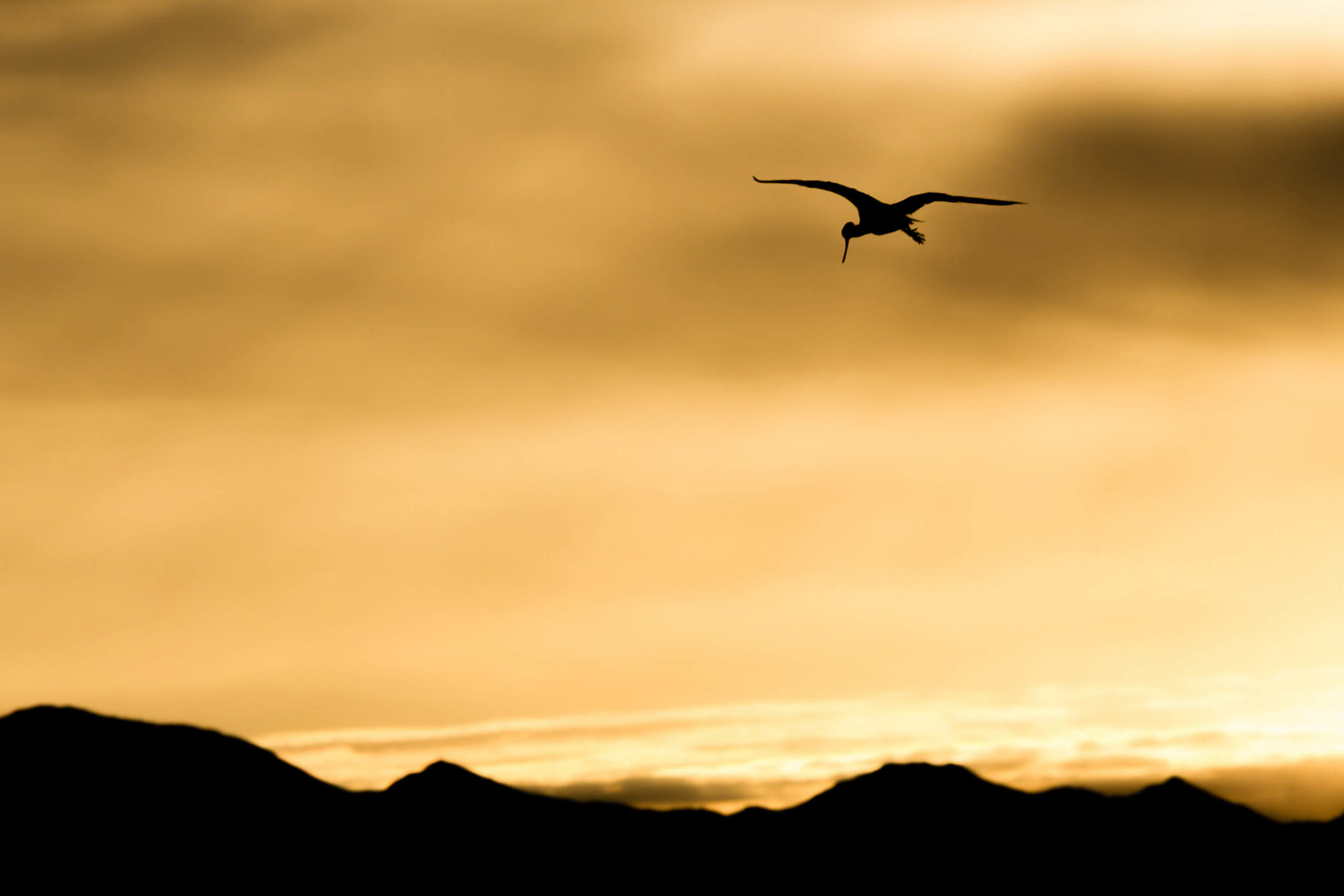 Sunrise in Wetlands Park