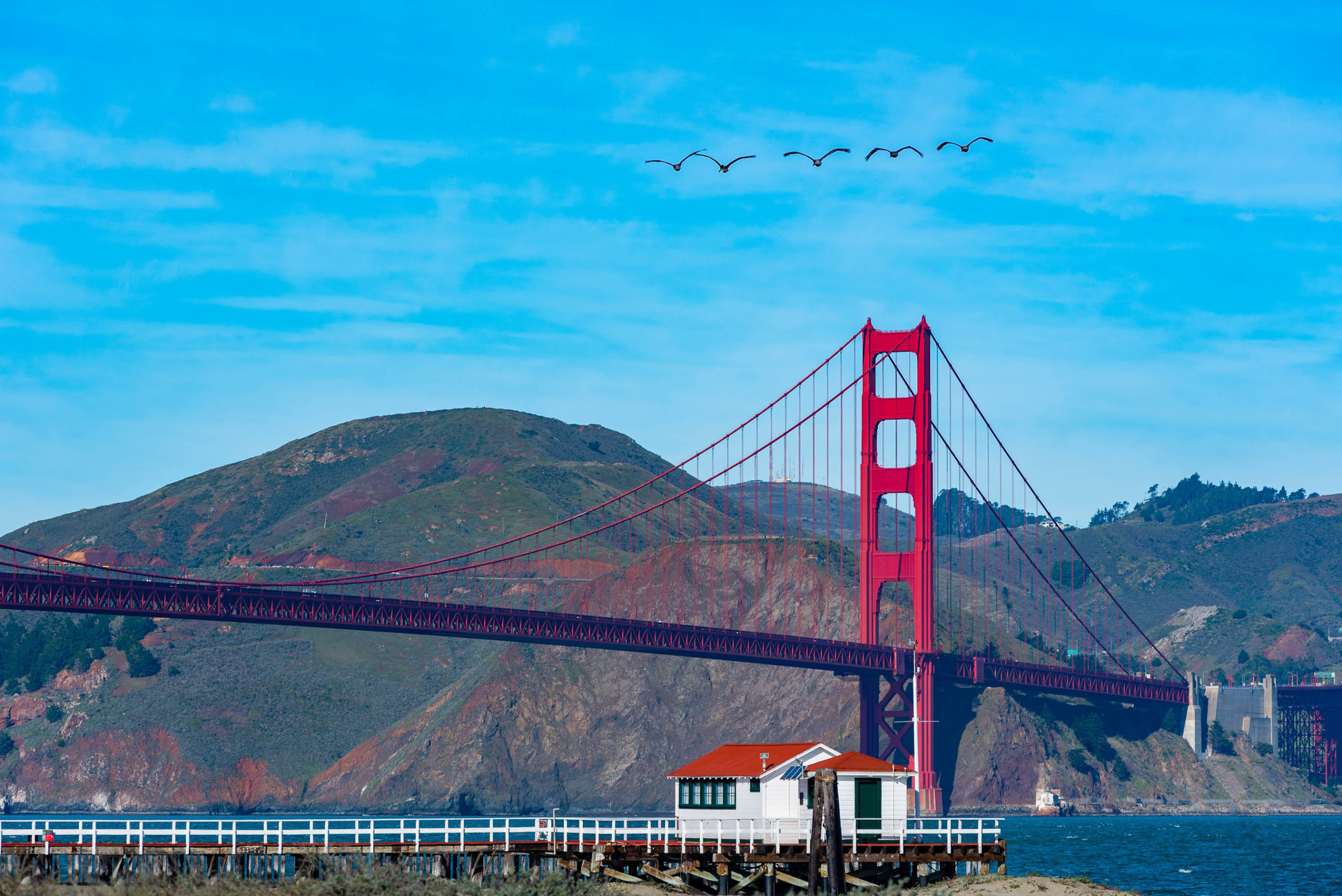 Pelicans flying by the Golden Gate Bridge