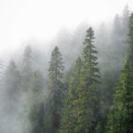 Foggy mountains and fogged trees