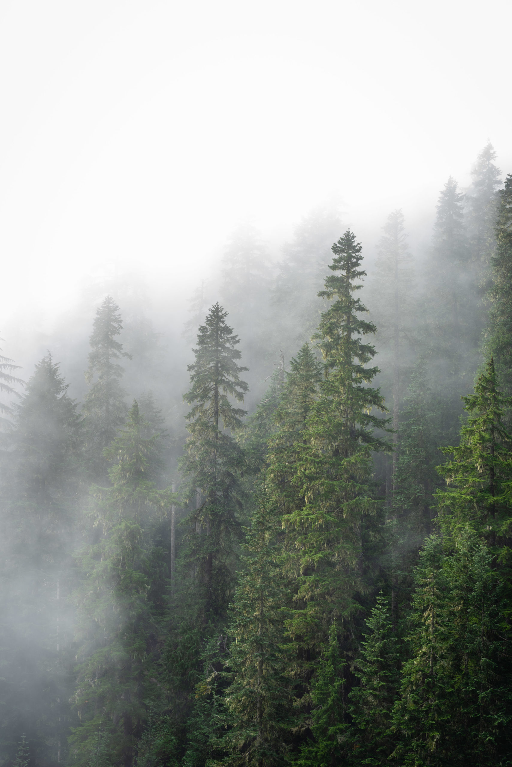 Foggy mountains and fogged trees